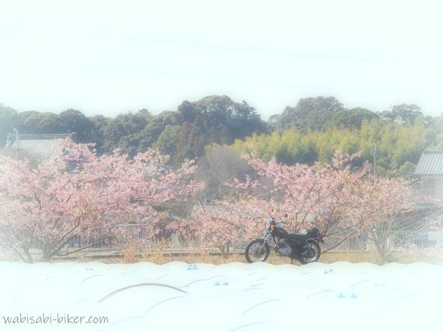 桜とバイクとビニールハウス