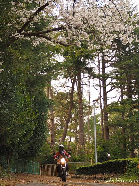 桜の下を走るオートバイ