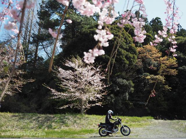 1本桜とバイク 風景ポートレート