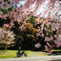 しだれ桜とバイク写真撮影☆同じ場所で3度目の挑戦