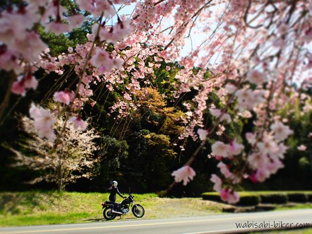 しだれ桜とバイク 風景ポートレート