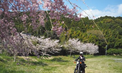 桜の下を走るバイク