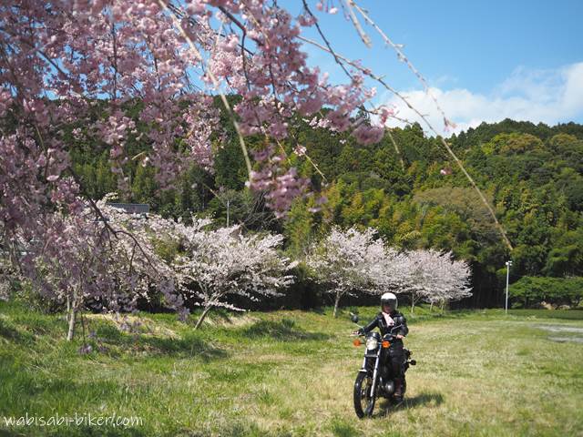 桜と走るバイク