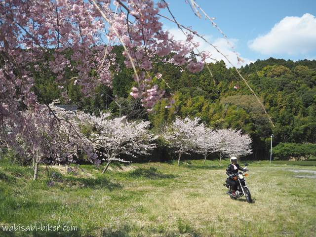 桜と走るバイク
