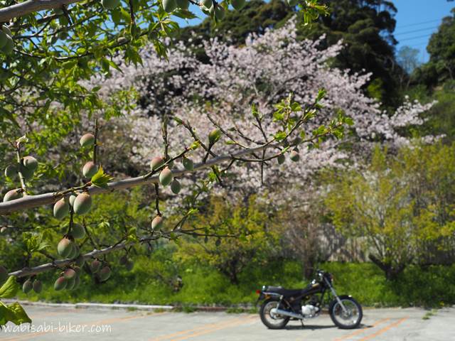 梅の実と桜とオートバイ