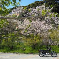 桜と梅の実とオートバイ