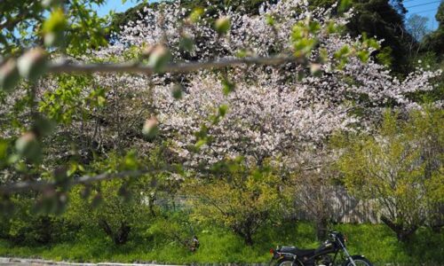 桜と梅の実とオートバイ