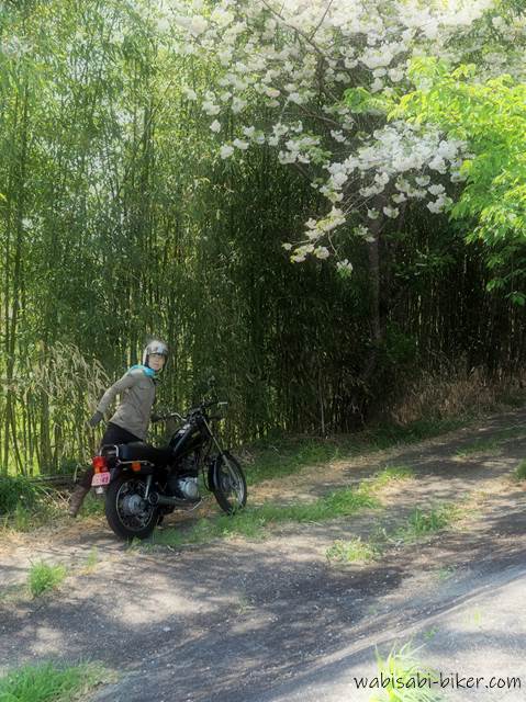 八重桜と竹とバイク乗り