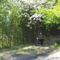 【バイク写真】遅咲き桜の下でセルフポートレート撮影