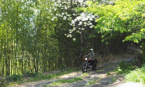 遅咲き桜の下を走るオートバイ