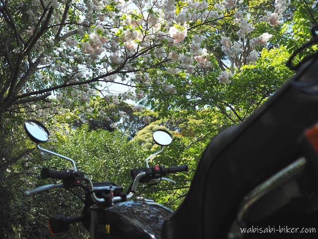 八重桜とオートバイ