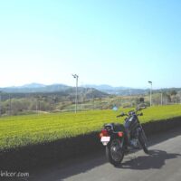 静岡 茶畑の新芽とオートバイ