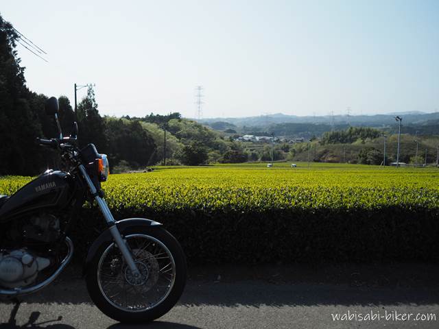 茶畑の新芽とオートバイ
