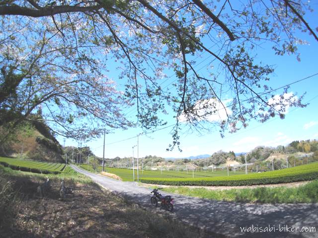 桜と茶畑とバイクのある風景