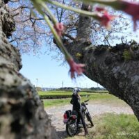 桜と茶畑とバイク乗り