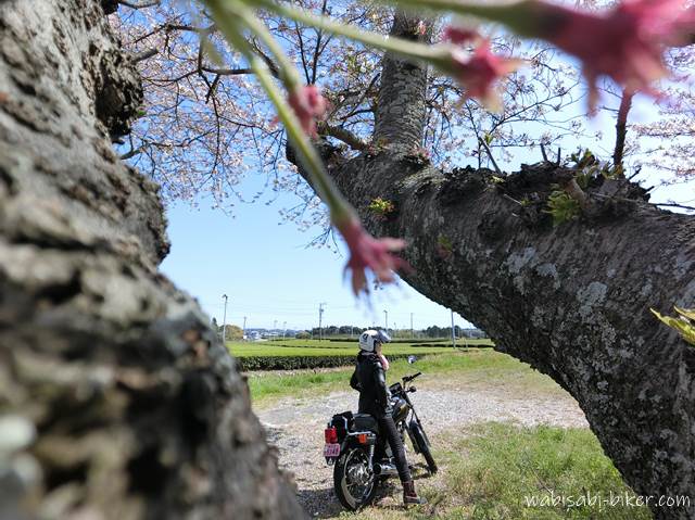 桜と茶畑とバイク乗り