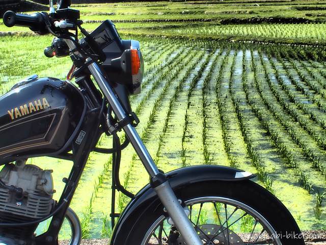 藻の生えた水田とオートバイ