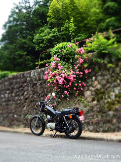 薔薇の花とオートバイ