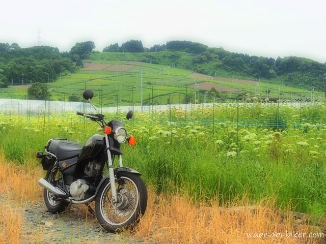 バイク風景 人参の花と茶畑