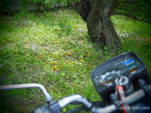 梅の実とオートバイ