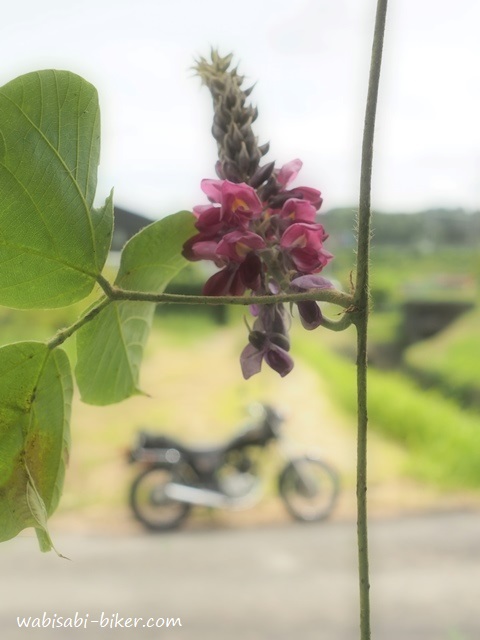 葛の花とオートバイ