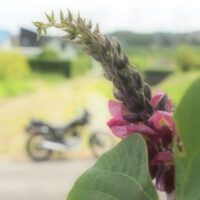 葛の花とオートバイ