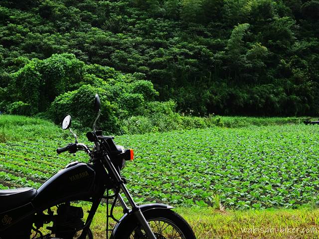 芽キャベツの苗とオートバイ