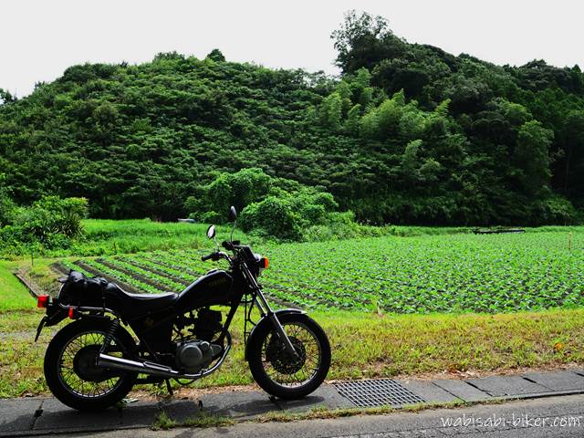 芽キャベツの苗とオートバイ