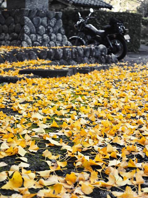 イチョウの落ち葉とオートバイ