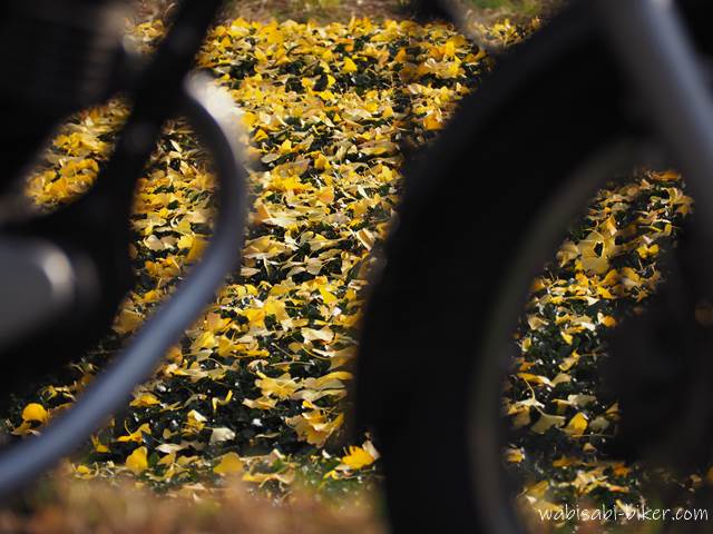 バイク越しのイチョウの落ち葉と茶畑
