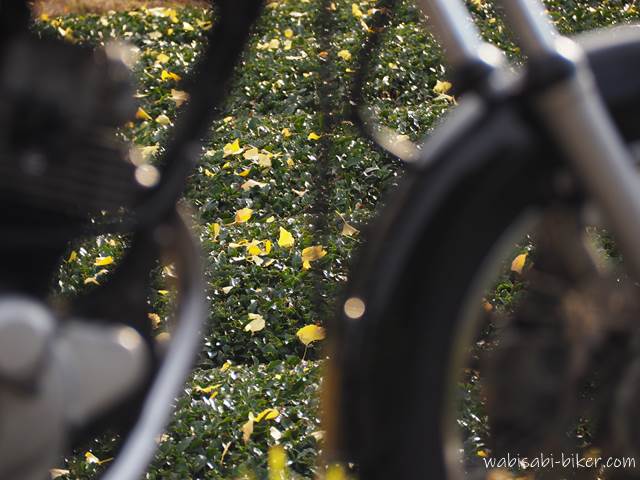 バイク越しのイチョウの落ち葉と茶畑