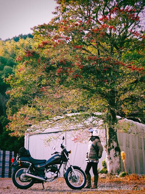 バイクと赤い実のなる木　 自撮り写真