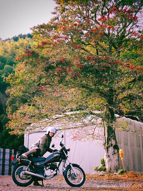 バイクと赤い実のなる木　 自撮り写真