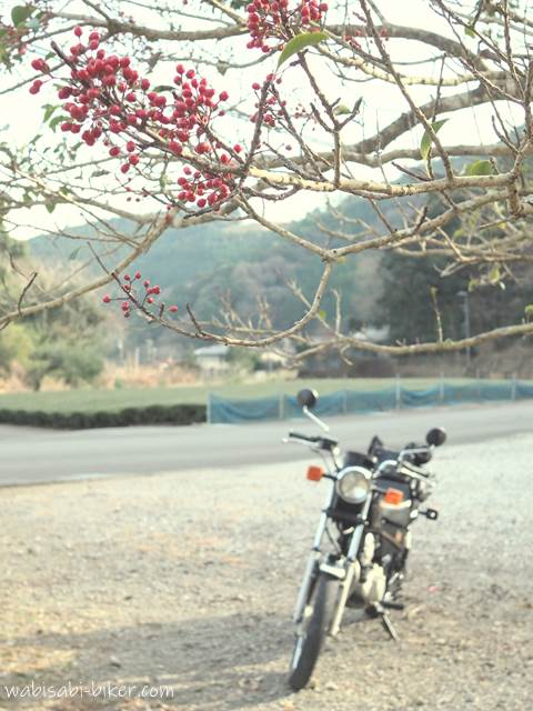 赤い実と茶畑のあるバイク写真