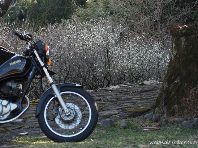 白梅と石畳とオートバイ