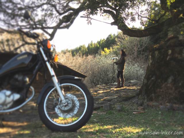 石畳から梅を見るバイク乗り
