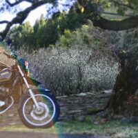 白梅とオートバイ フレア ゴースト写真