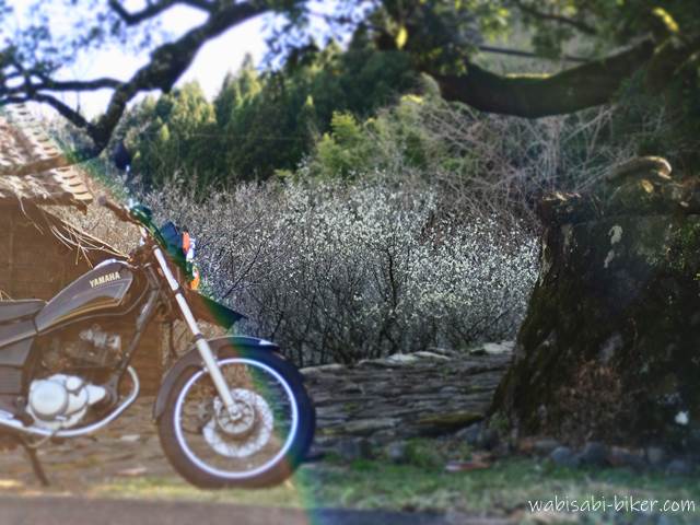 白梅とオートバイ フレア ゴースト写真