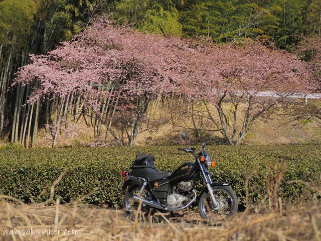早咲き桜とオートバイと茶畑