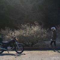 白梅とオートバイ 自撮りバイク写真