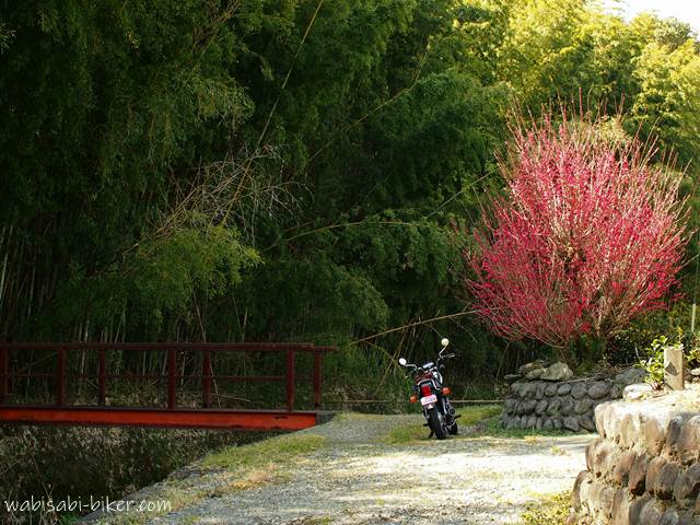紅梅とオートバイと赤い橋