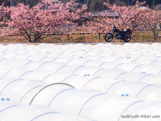 桜とバイクとビニールトンネル