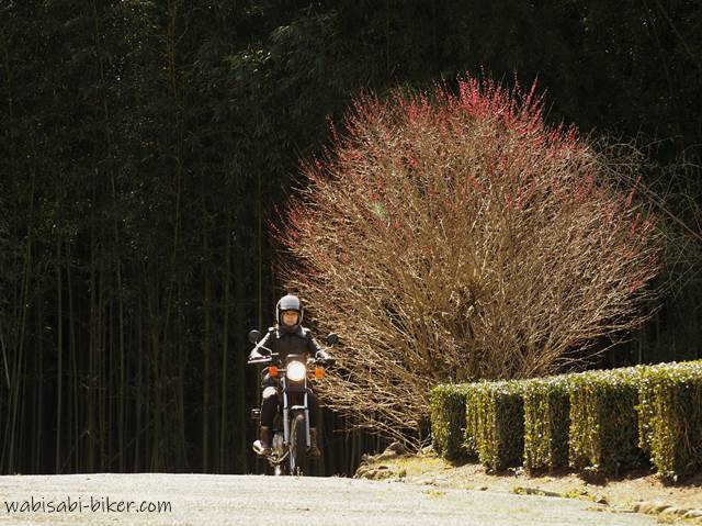 自撮りバイク写真と終わりかけの梅の花