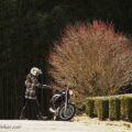 【わずかに残った梅の花】お散歩ツーリングでのバイク写真撮影