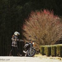 茶畑の一本梅 自撮りバイク写真