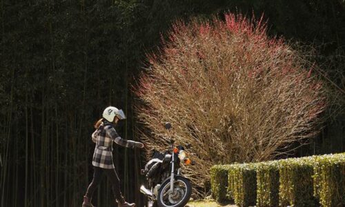 茶畑の一本梅 自撮りバイク写真