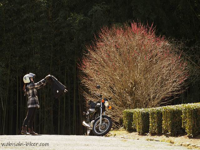 自撮りバイク写真と終わりかけの梅の花