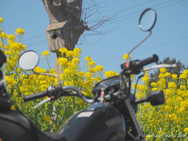 菜の花とオートバイと鳥の巣箱