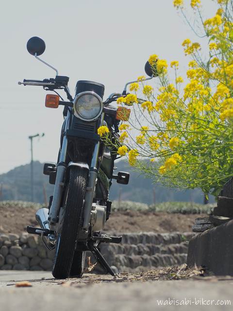 菜の花とオートバイ SR125