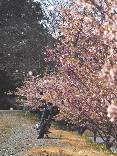 桜吹雪とオートバイ